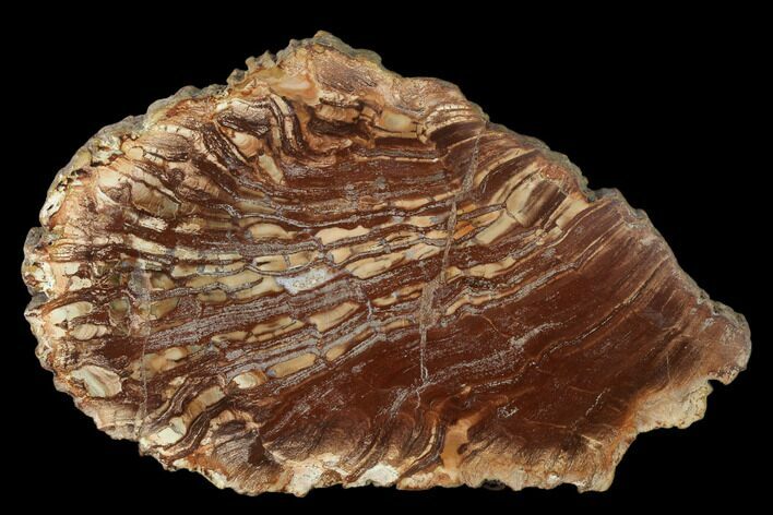 Petrified Horsetail (Calamites?) From Madagascar - Rare! #157852